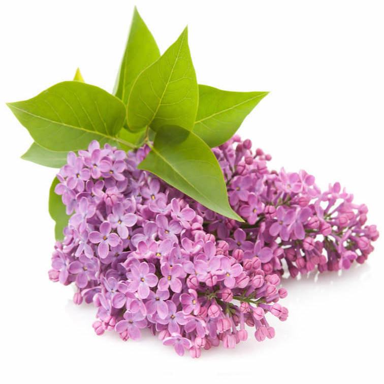 Lilac Absolute Organic - Syringia vulgaris Essential Oil