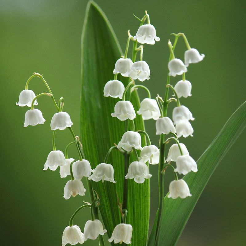 Lily Of The Valley Fragrance Oil - Wholesale Fragrances - Candle