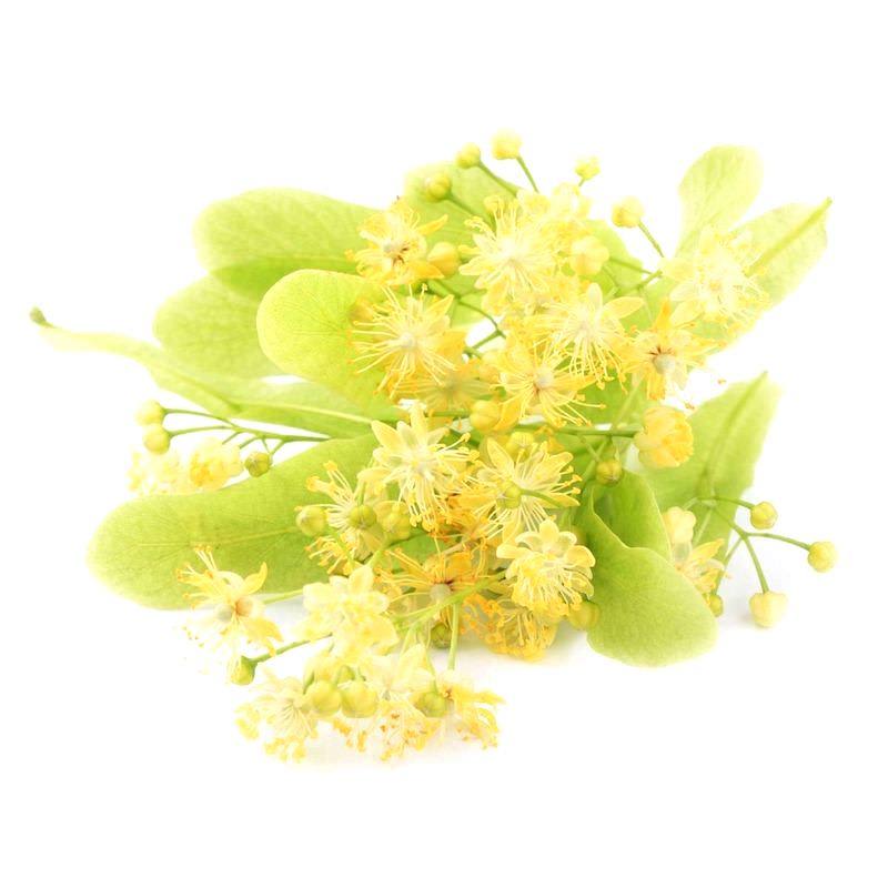 Linden Blossom Absolute - Tilia cordata Essential Oil