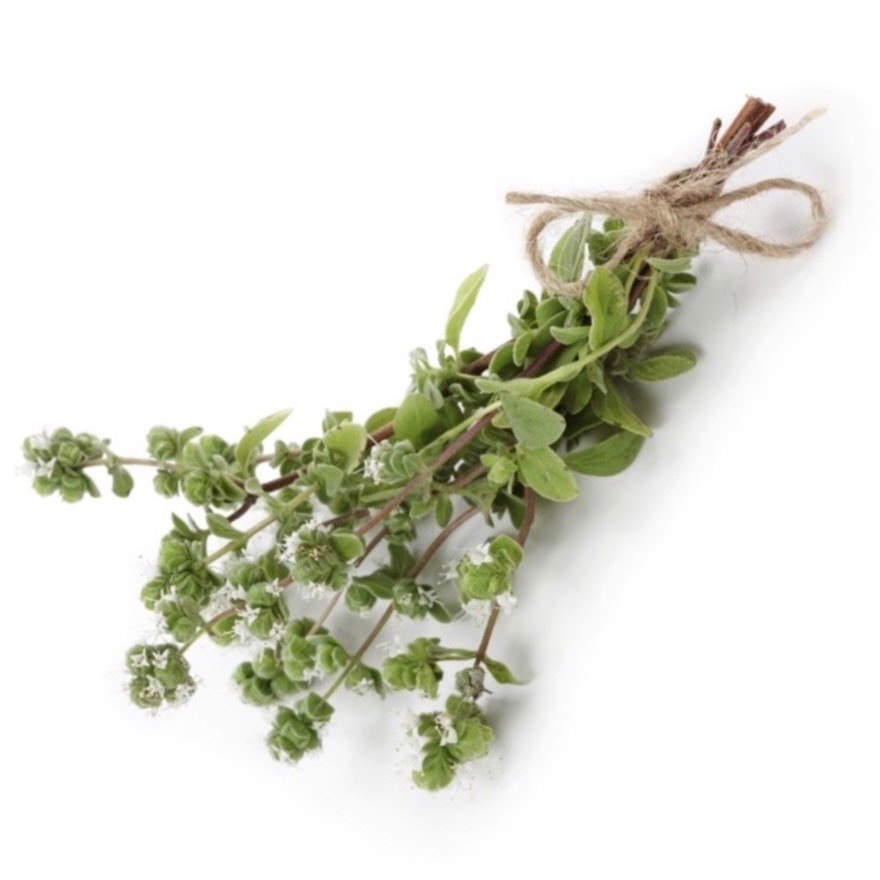Marjoram Spanish Essential Oil Thymus mastichina Pure Organic Bulk Wholesale