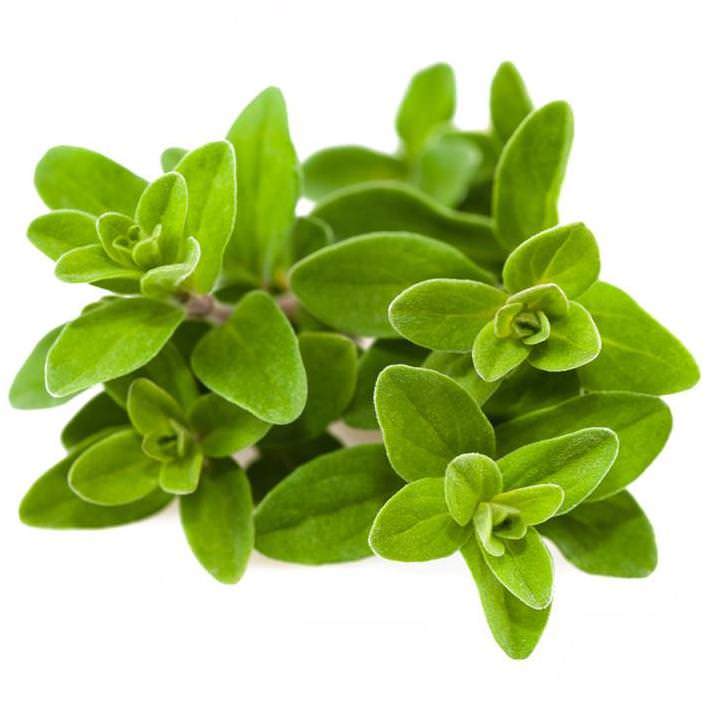 Marjoram Sweet Essential Oil Origanum majorana Pure Organic Bulk Wholesale