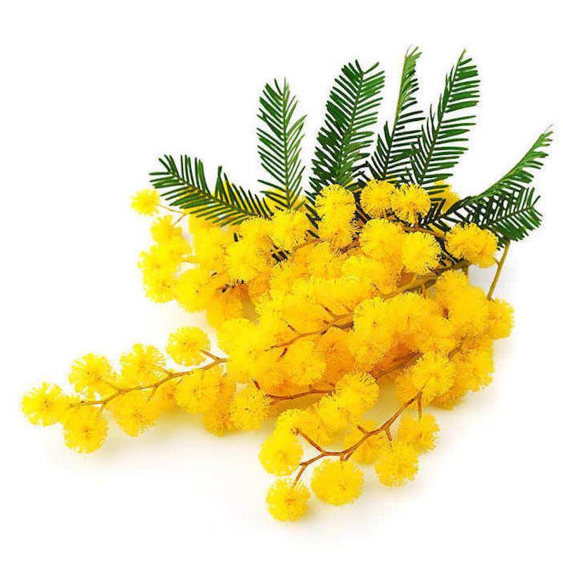 Mimosa Absolute Organic - Acacia decurrensÂ Essential Oil