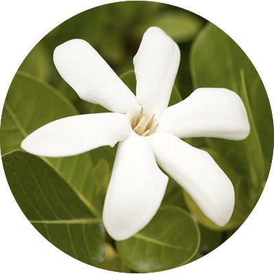 Huile de Monoï Monoï de Tahiti Appellation dOrigine Fleurs de Tiaré Huile  de Support Bio Français Polynésie Bouteille en Verre Rechargeable Curly  Hair Care -  France