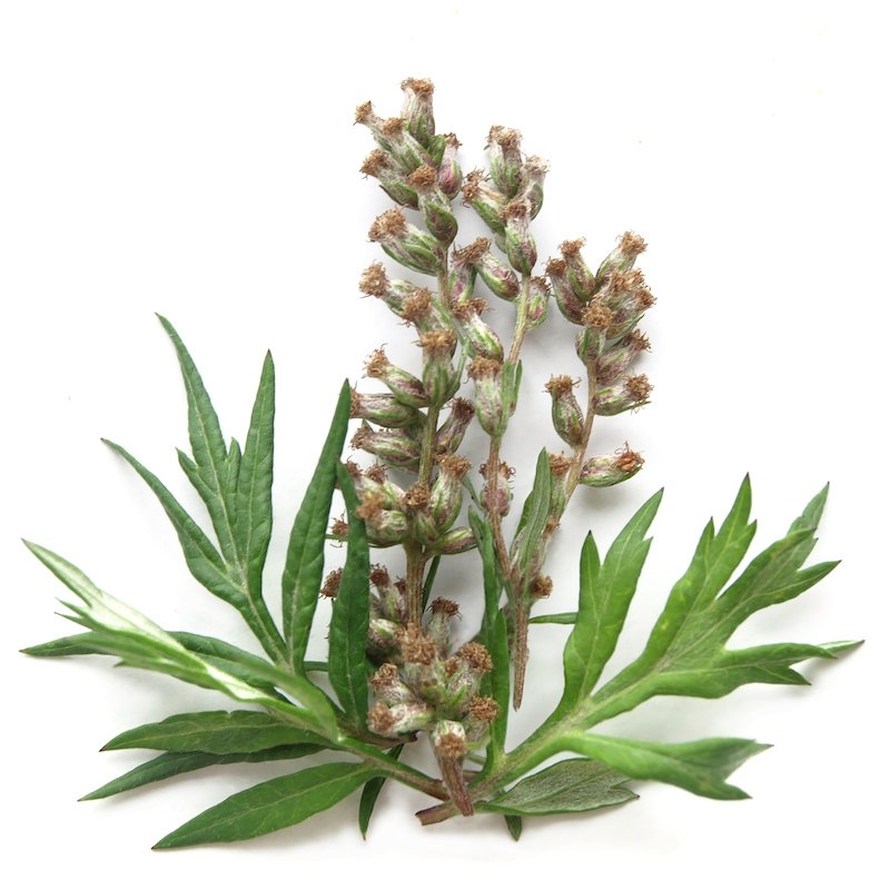 Mugwort Essential Oil Artemisia vulgaris Pure Organic Bulk Wholesale