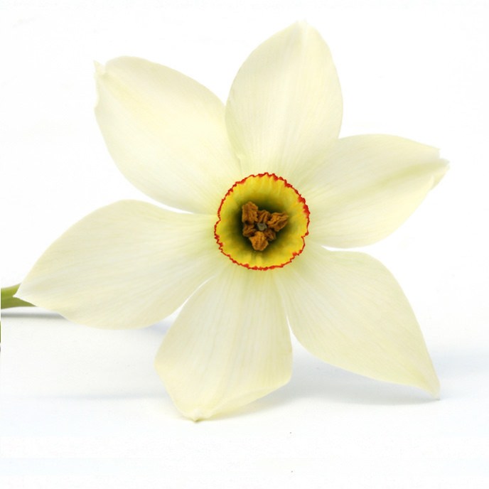 Narcissus Absolute Organic - Poeticus Essential Oil