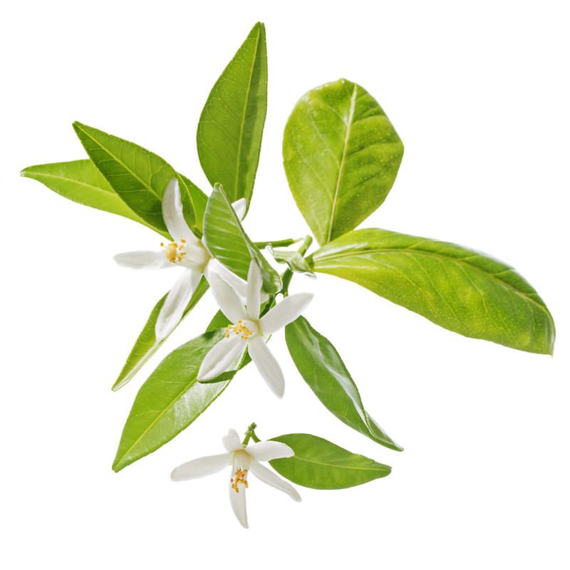 Orange Blossoms, Neroli Oil – atlas cosmetics