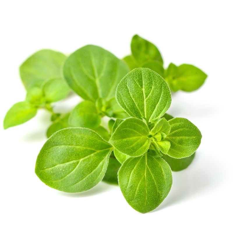 Oregano Essential Oil Origanum vulgare Pure Organic Bulk Wholesale