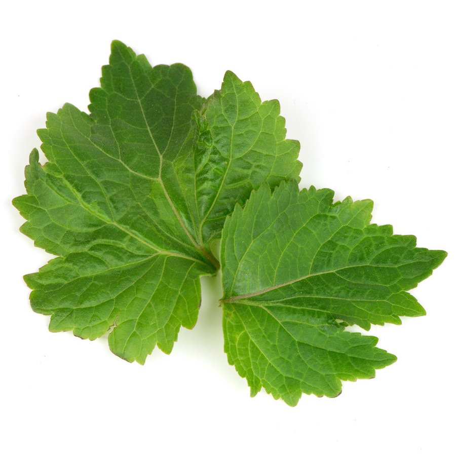 Patchouli Essential Oil Pogostemon cablin Pure Organic Bulk Wholesale