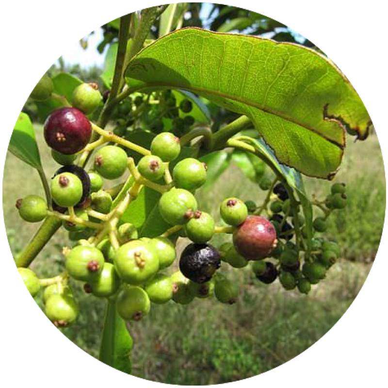 Pimento Leaf Essential Oil Pimenta dioica Pure Organic Bulk Wholesale