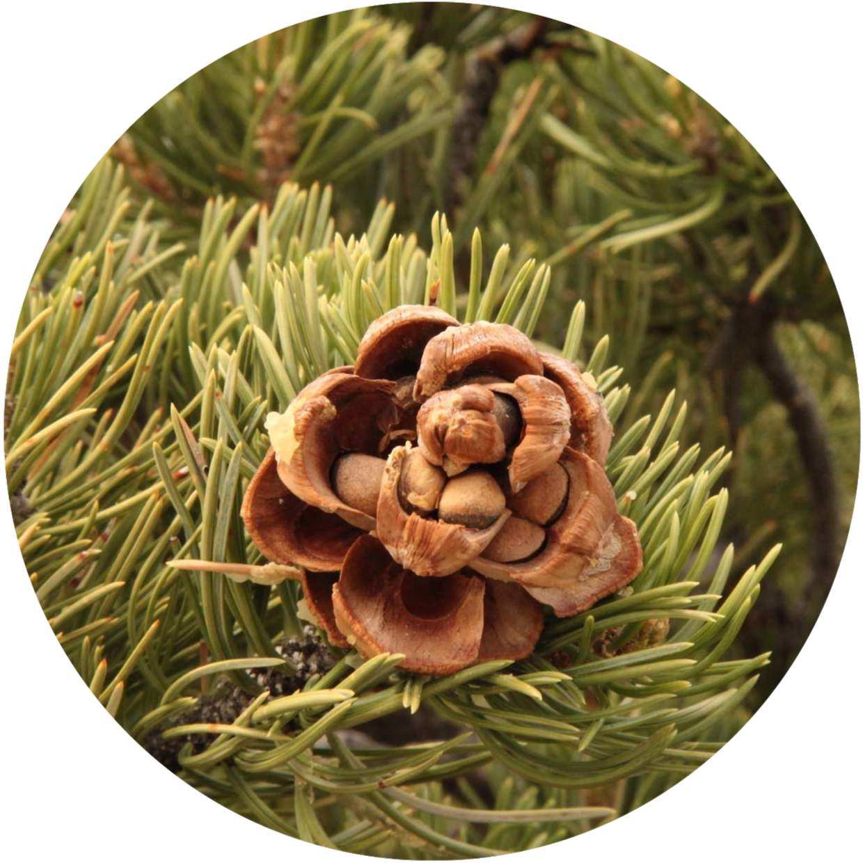 Pinyon Pine Cones - Pinyon pinecone