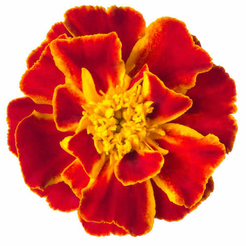 Tagetes Essential Oil Tagetes minuta Pure Organic Bulk Wholesale