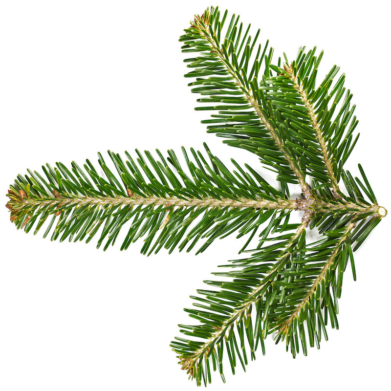 Silver Fir Needle Essential Oil Abies alba Pure Organic Bulk Wholesale