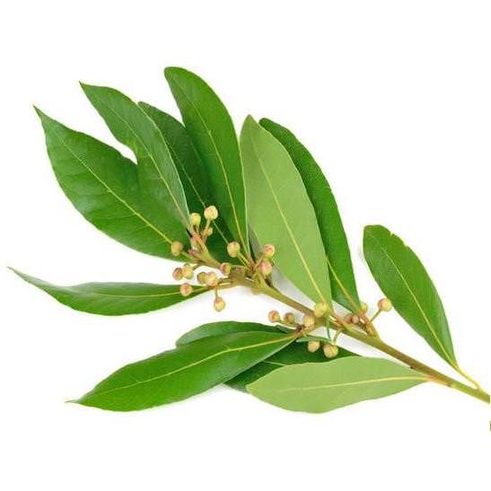 Ravensara Essential Oil Ravensara aromatica Pure Organic Bulk Wholesale