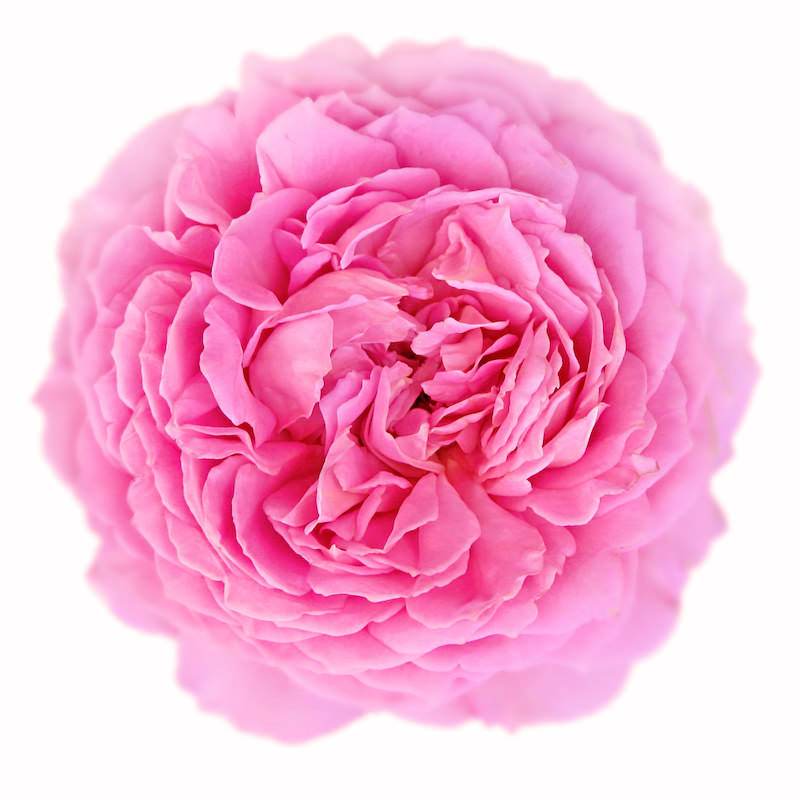 Rose De Mai Hydrosol Organic Provence Rosa Centifolia Floral Water Distillate
