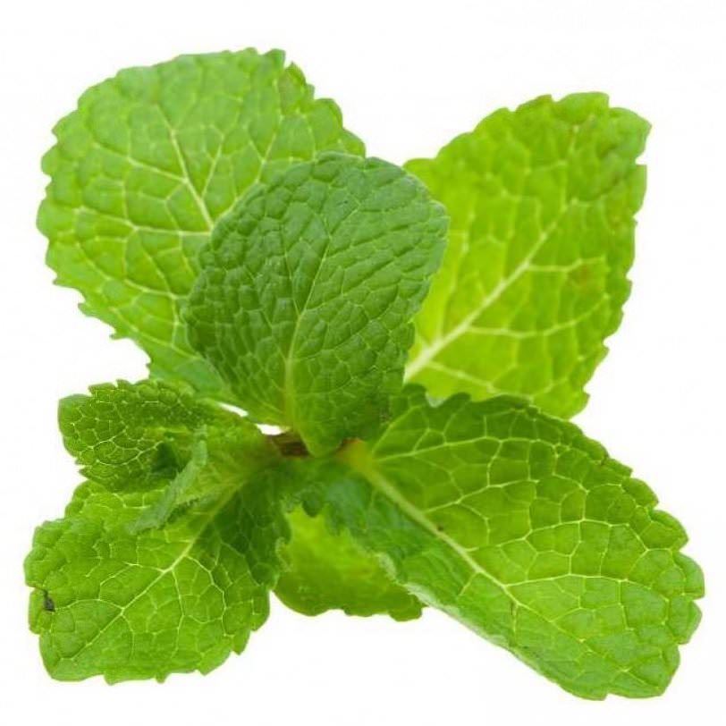 Organic Spearmint Essential Oil