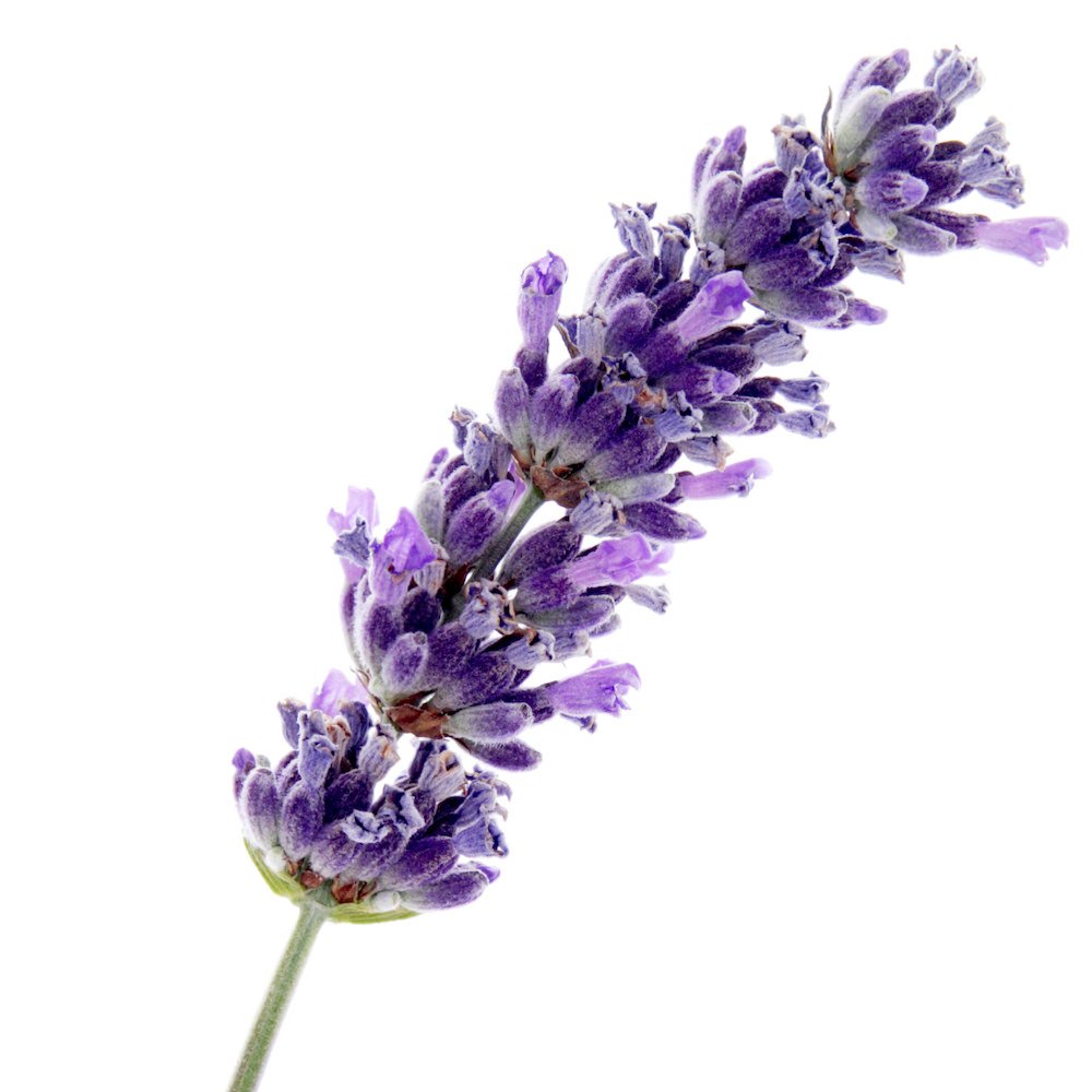 Spike Lavender Essential Oil - Organic - Snow Lotus Aromatherapy