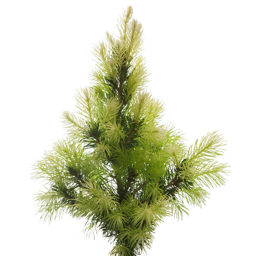 White Spruce Essential Oil Picea glauca Pure Organic Bulk Wholesale