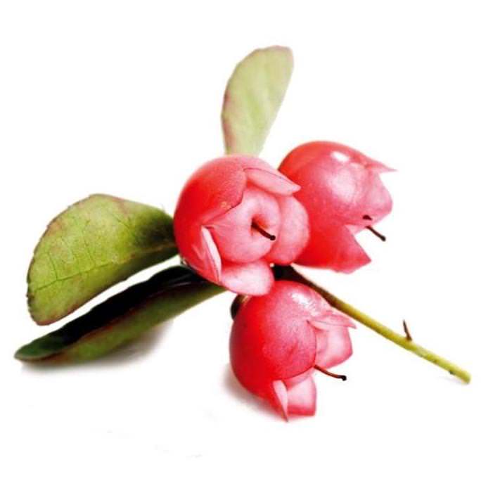 Wintergreen Essential Oil Gaultheria procumbens Pure Organic Bulk Wholesale