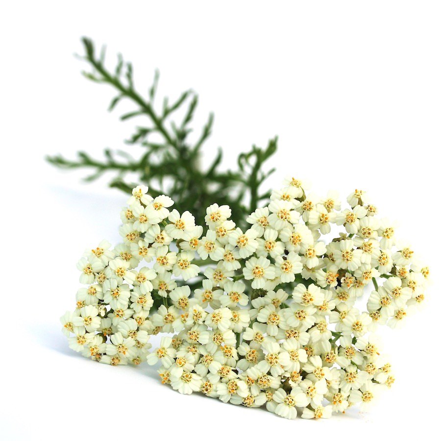 Yarrow Blue Essential Oil Achillea millefolium Pure Organic Bulk Wholesale