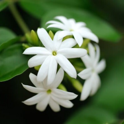 Jasmine Fragrance Oil - Natural Fragrance Oil
