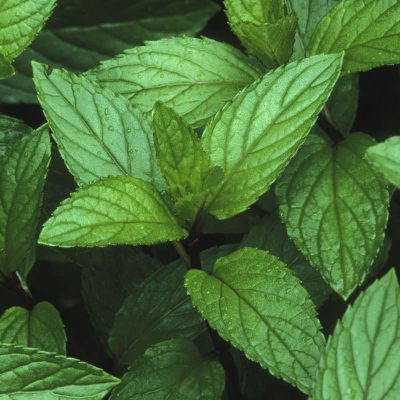 Mint Fragrance Oil - Natural Fragrance Oil