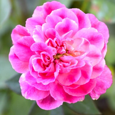 Rose Fragrance Oil - Natural Fragrance Oil